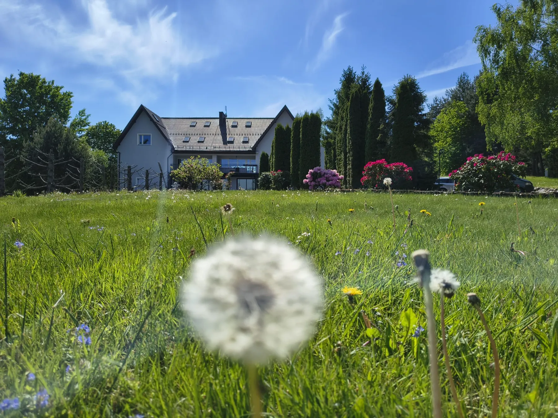 Art Villa Pokrzywna wiosną, łąka z dmuchawcami i budynek willi